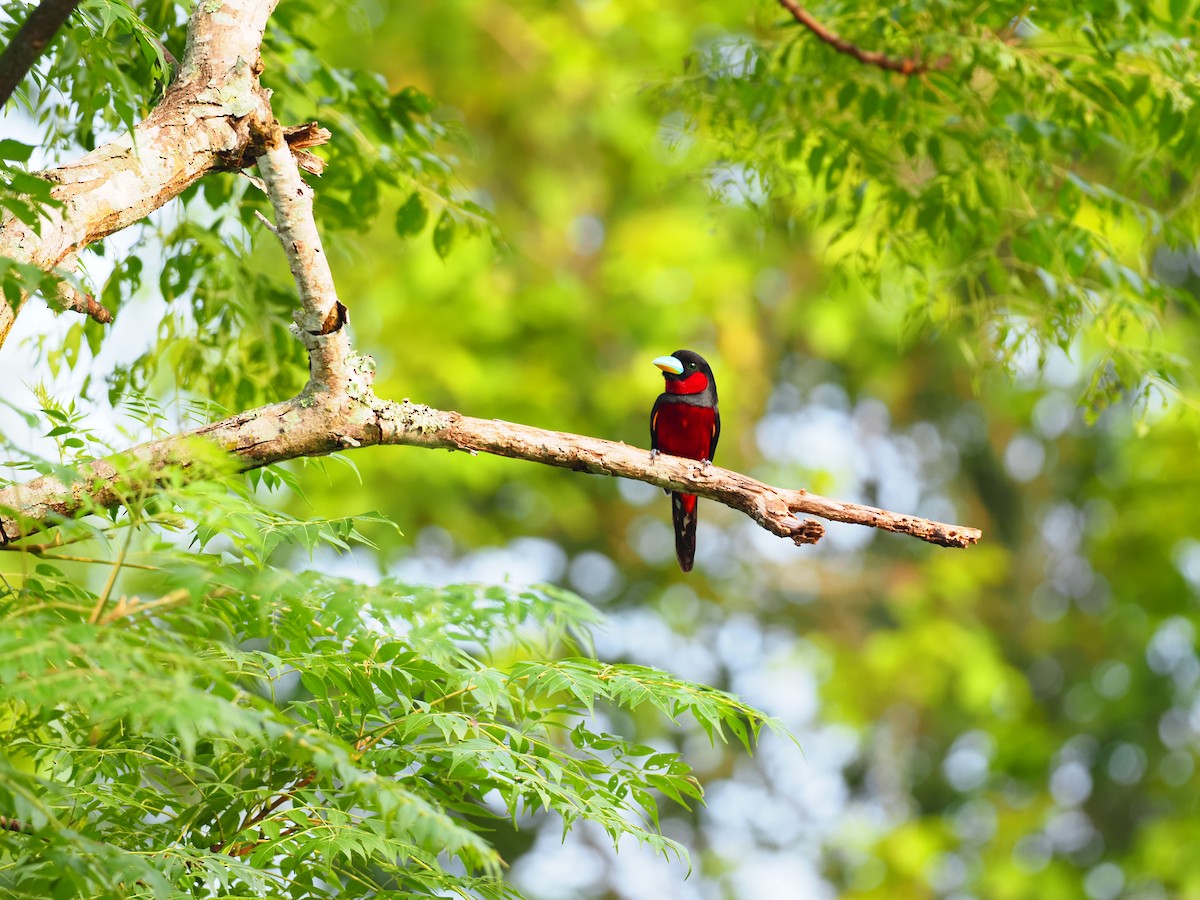 Black-and-red Broadbill - ML619880659