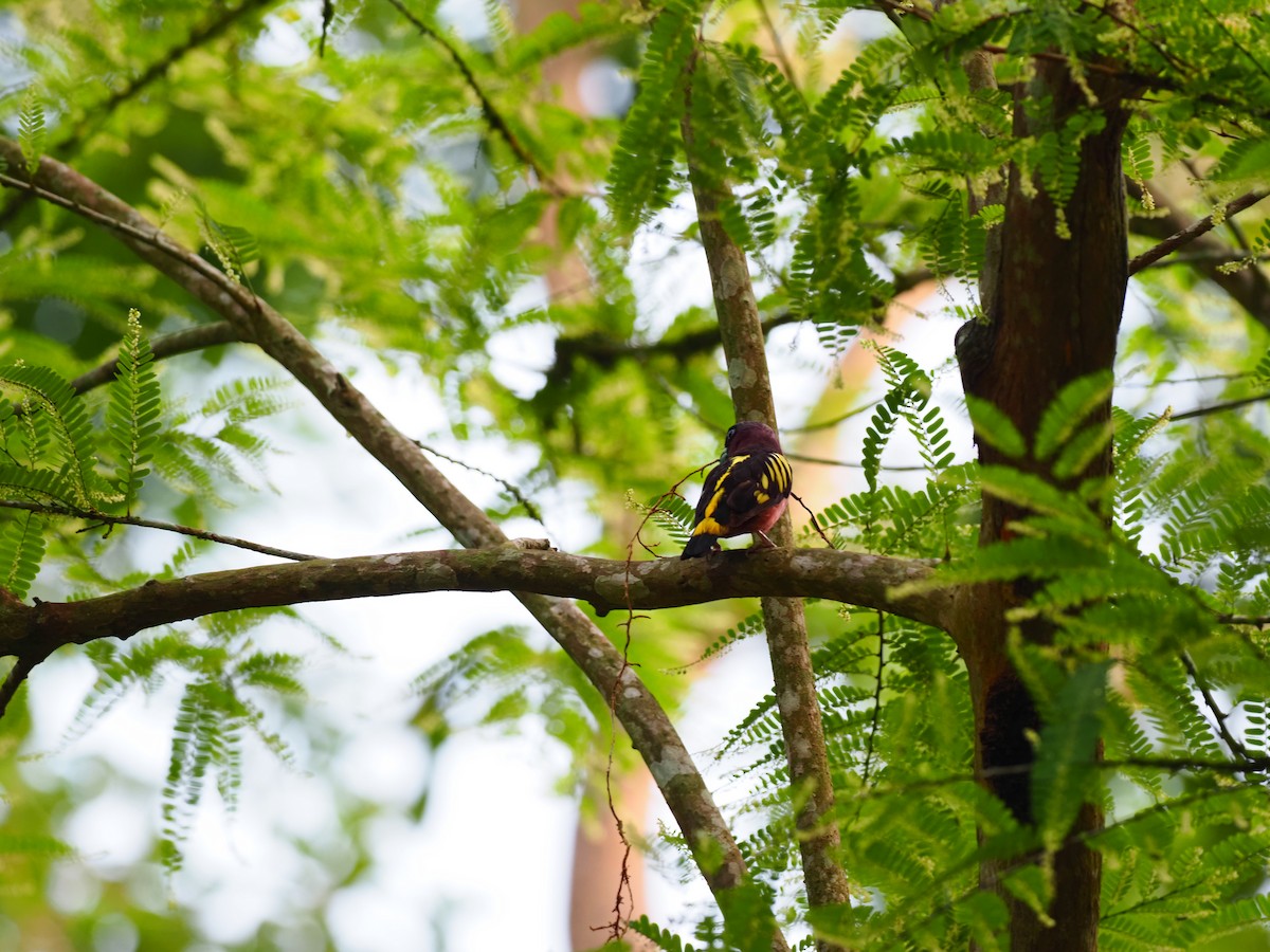 Black-and-red Broadbill - ML619880665