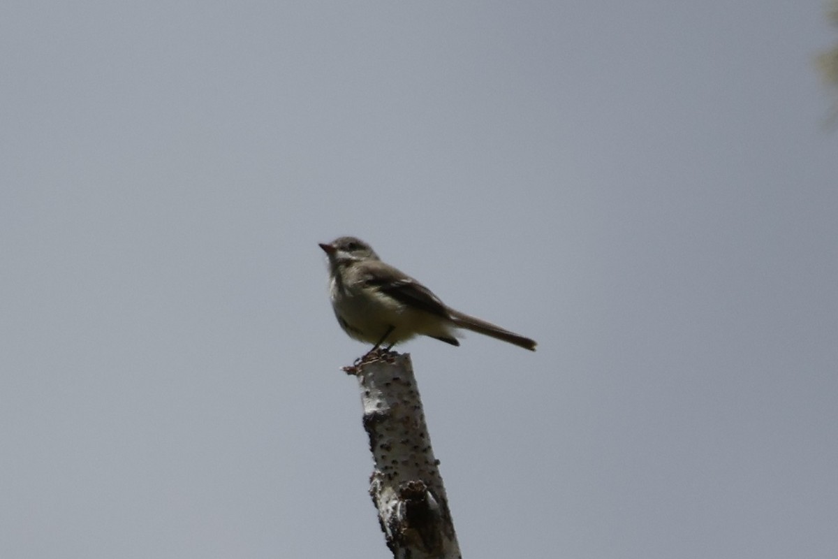 Dusky Flycatcher - ML619880673