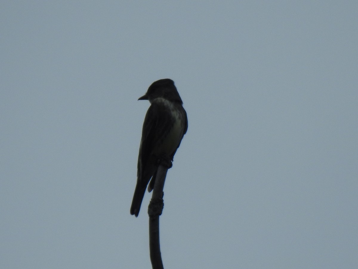 Olive-sided Flycatcher - ML619880675