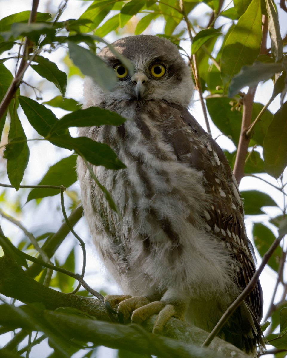 Barking Owl - ML619880680