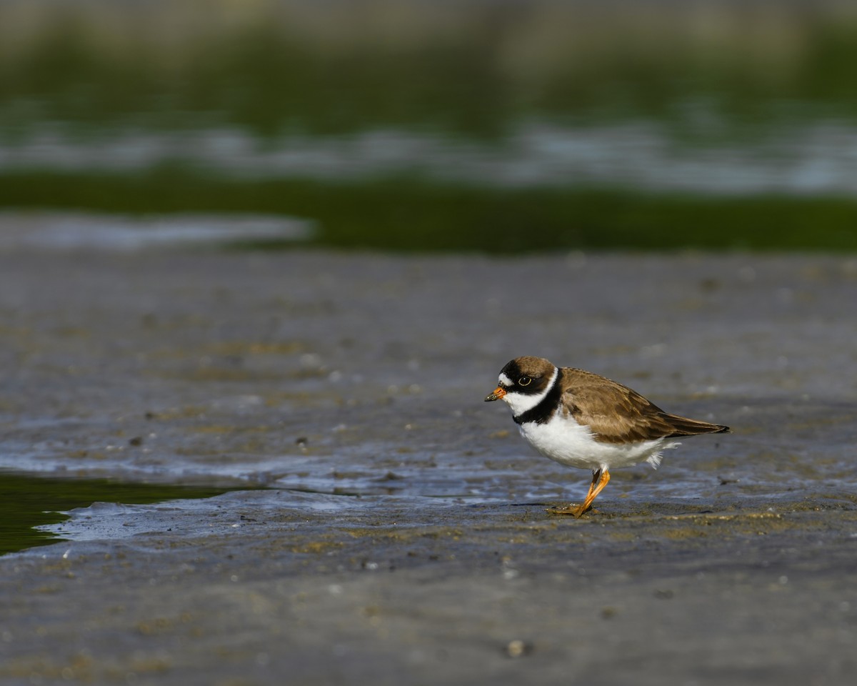 Semipalmated Plover - ML619880696