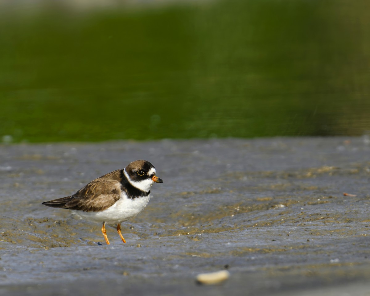 Semipalmated Plover - ML619880697