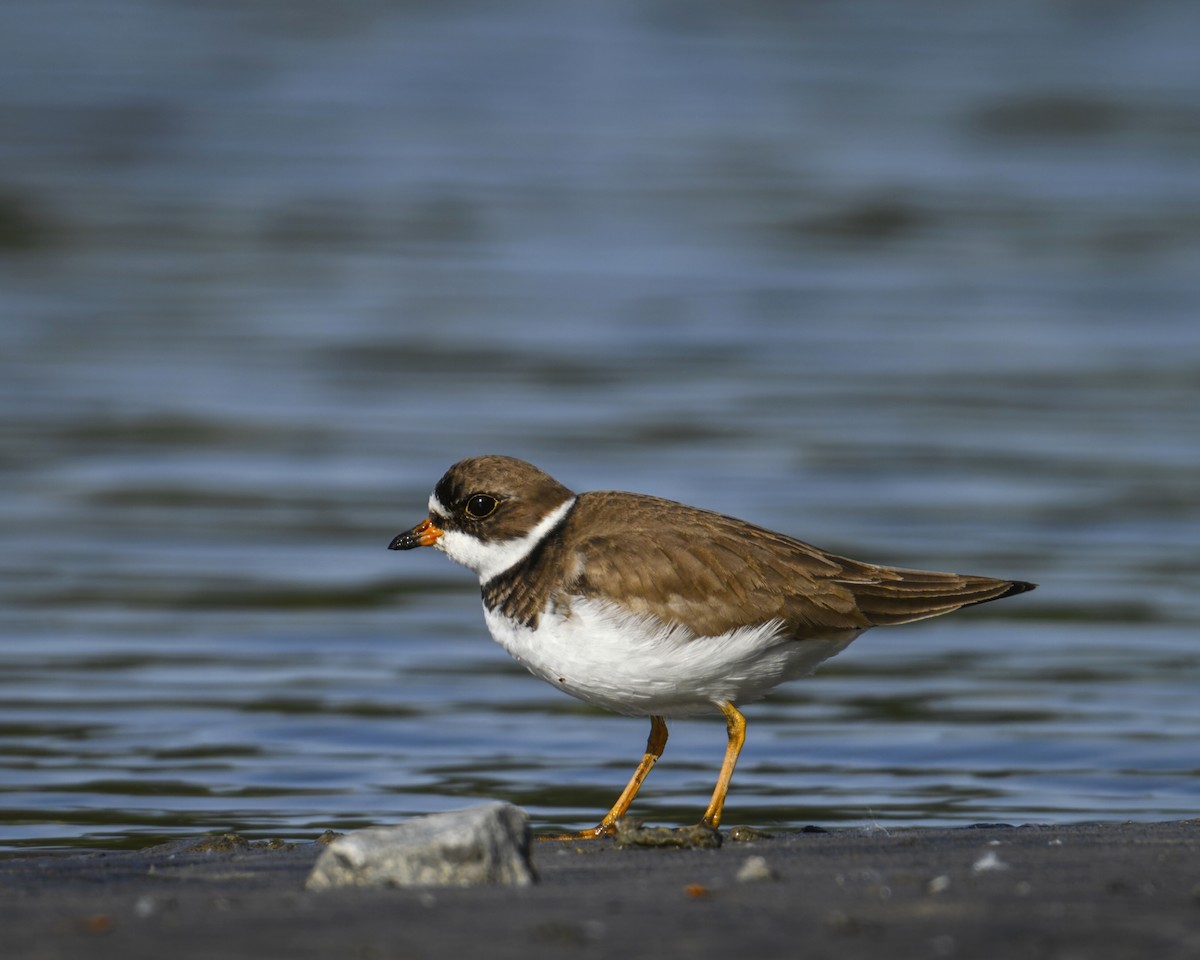 Semipalmated Plover - ML619880698