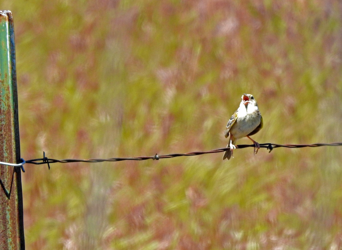 Grasshopper Sparrow - ML619880699