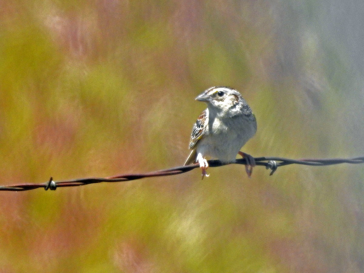Grasshopper Sparrow - ML619880700