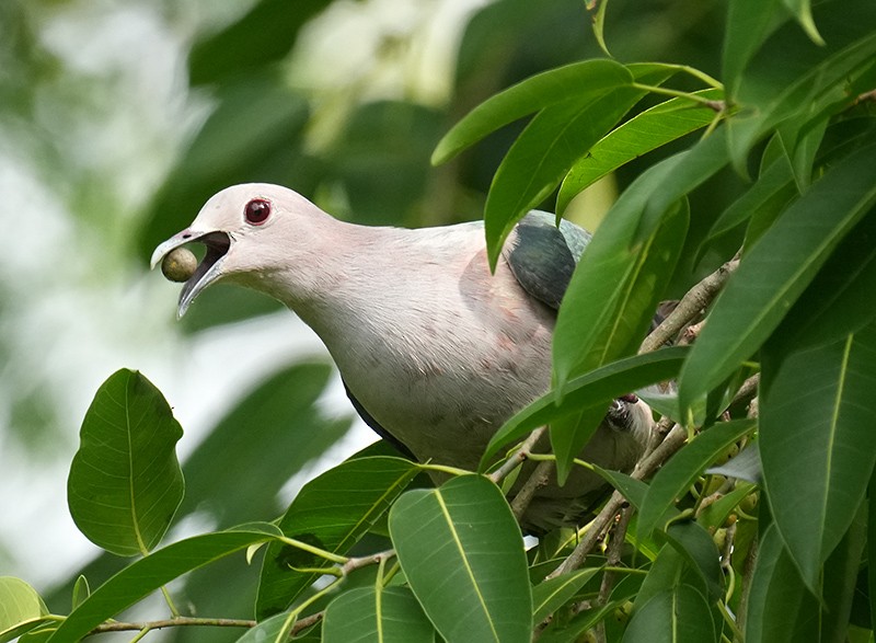 Green Imperial-Pigeon - ML619880701