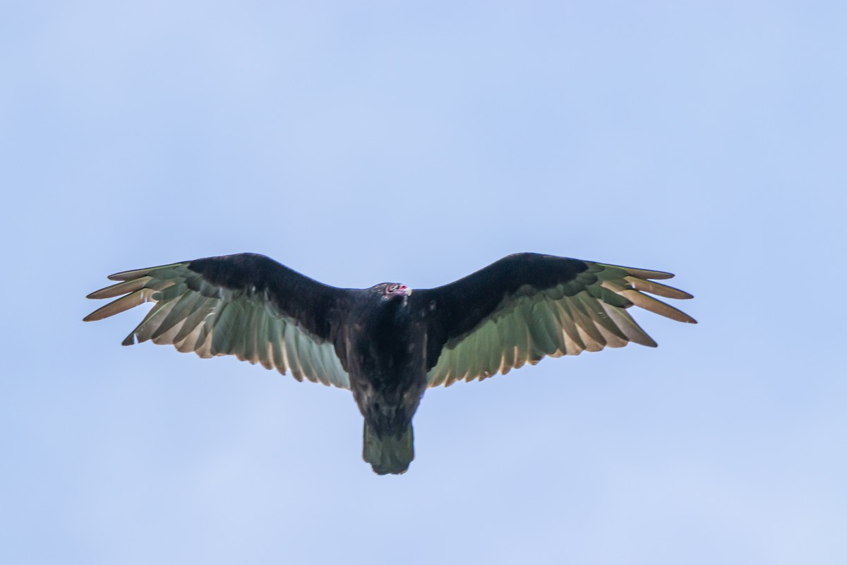 Turkey Vulture - Steven Bruenjes
