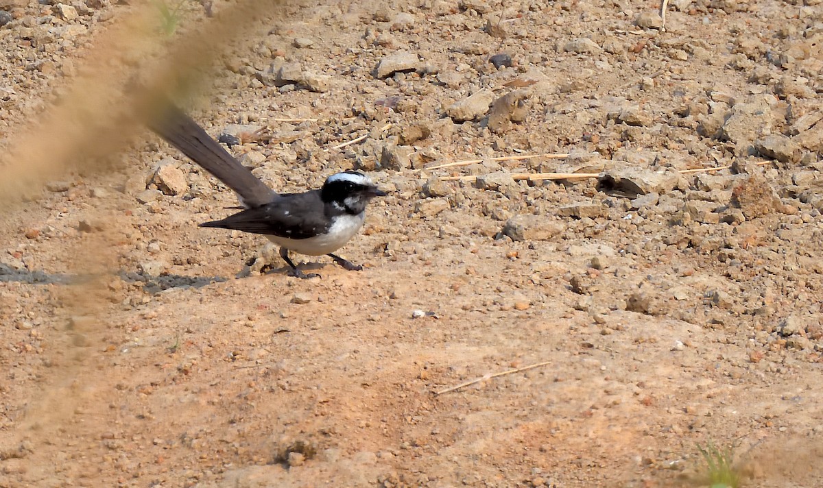 White-browed Fantail - ML619880731