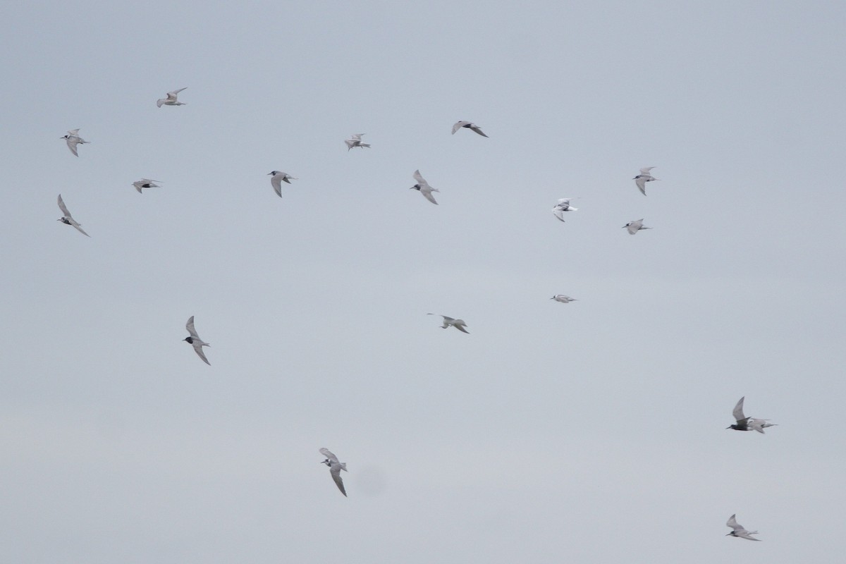 White-winged Tern - ML619880733