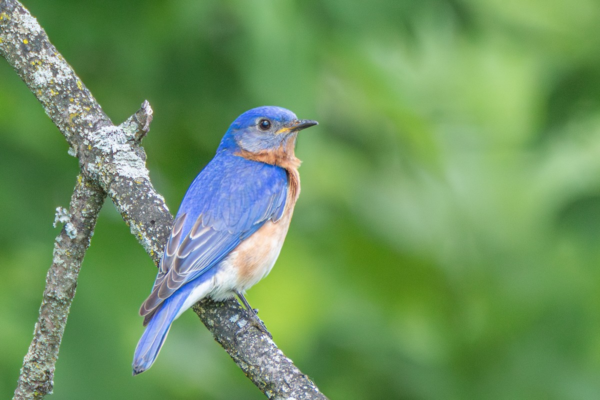 Eastern Bluebird - ML619880737