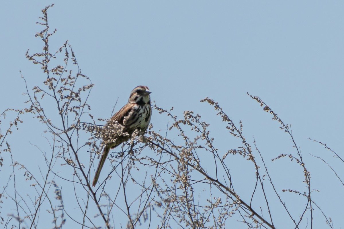 Song Sparrow - ML619880739