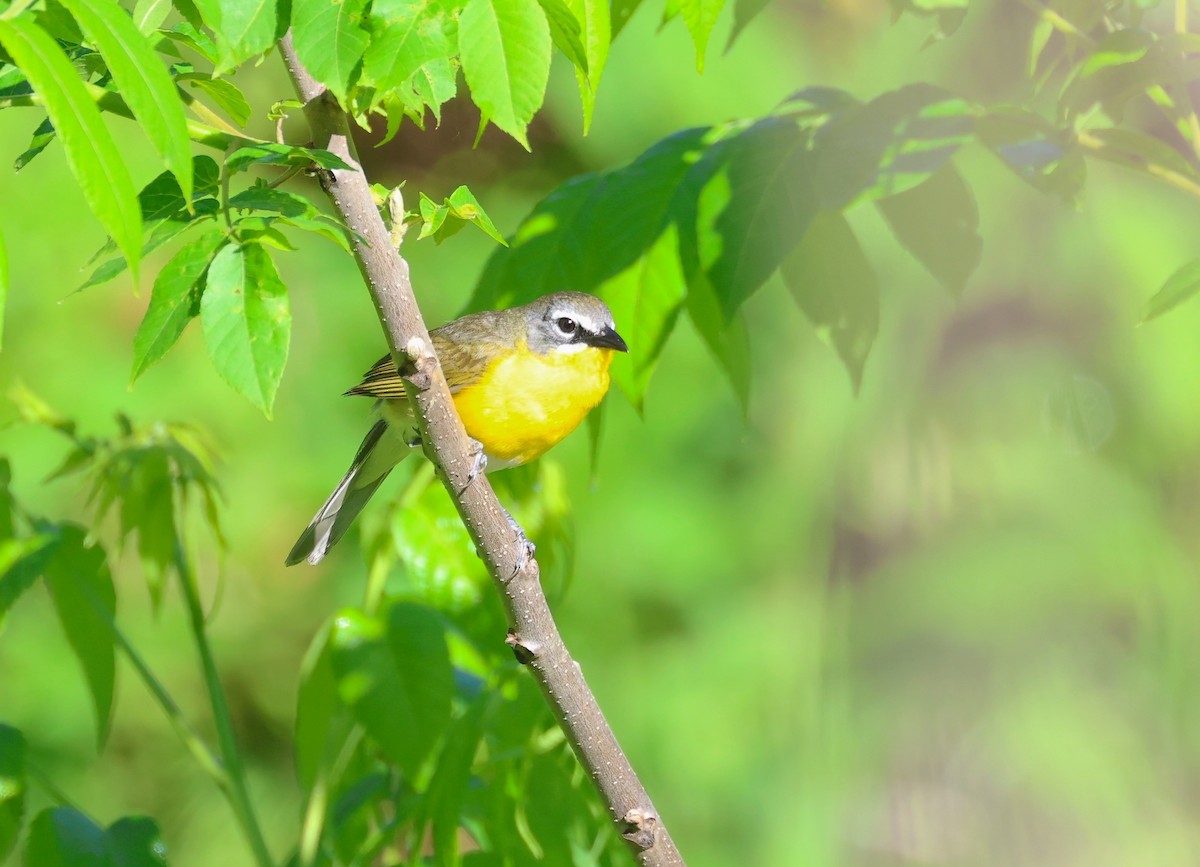 Yellow-breasted Chat - ML619880755