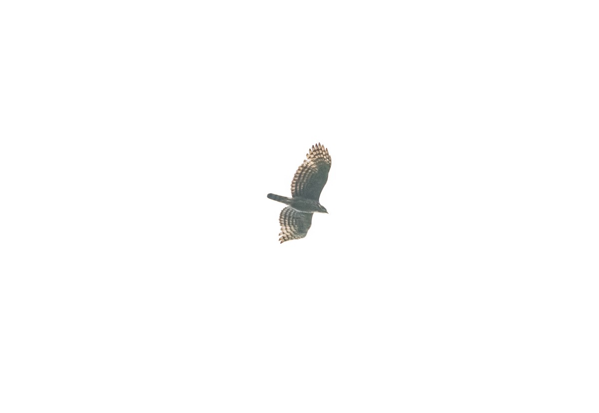 Eurasian Sparrowhawk - ML619880759