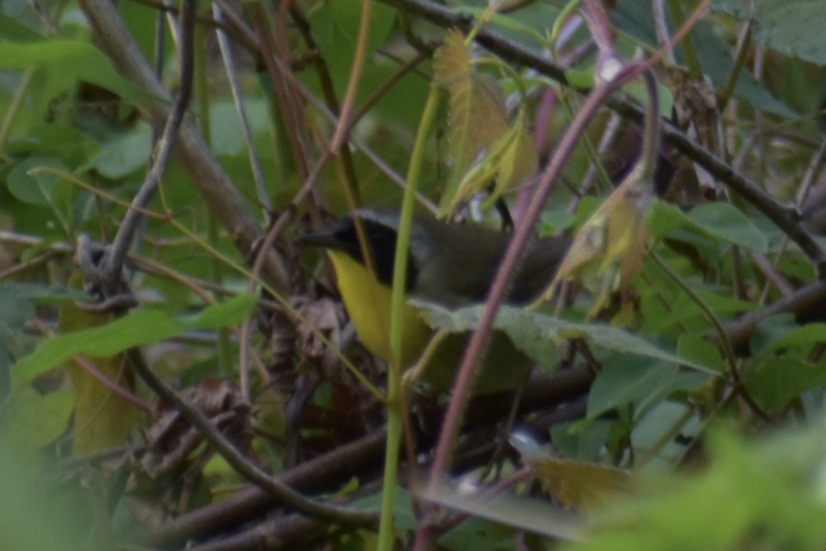 Common Yellowthroat - ML619880762