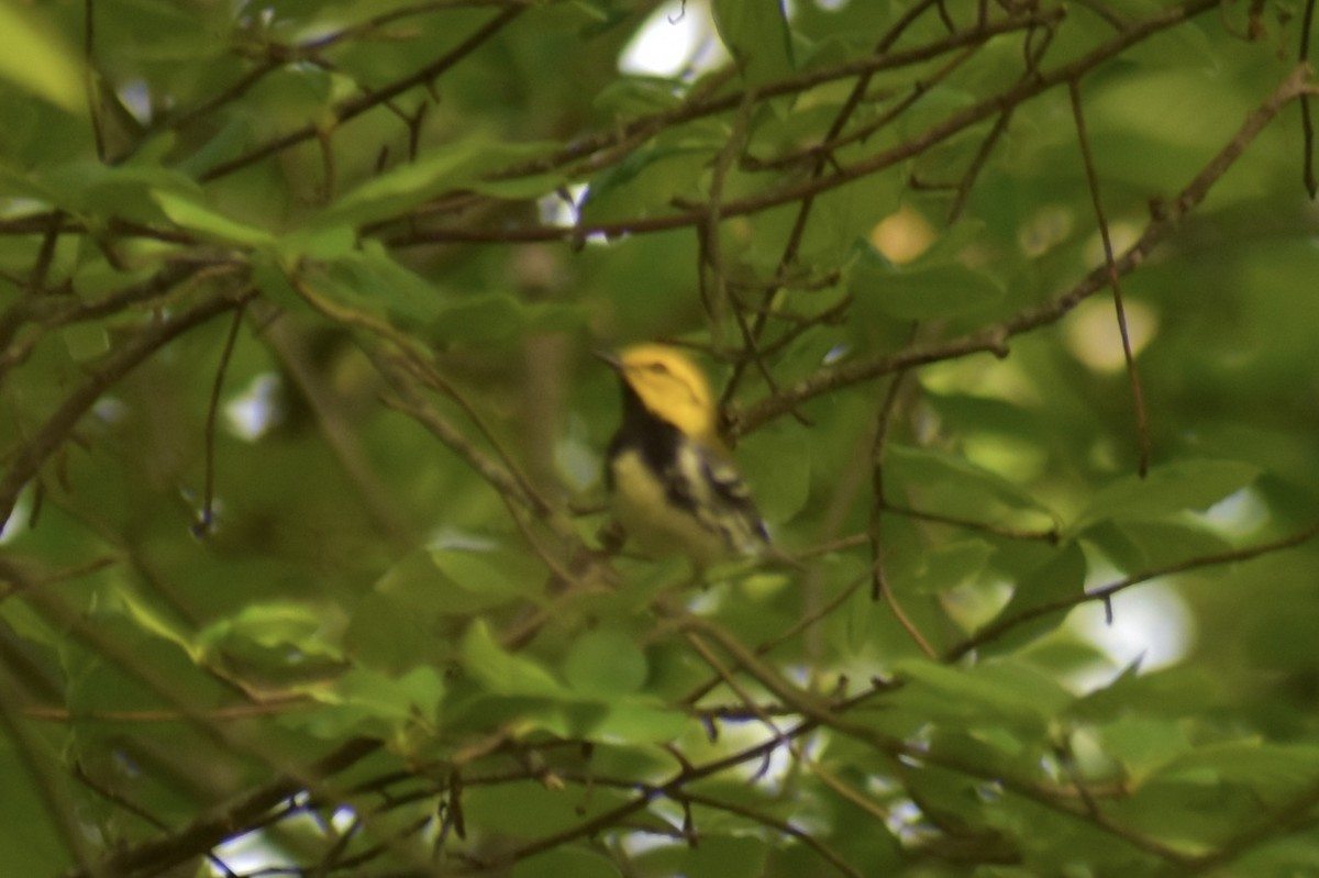 Black-throated Green Warbler - ML619880794