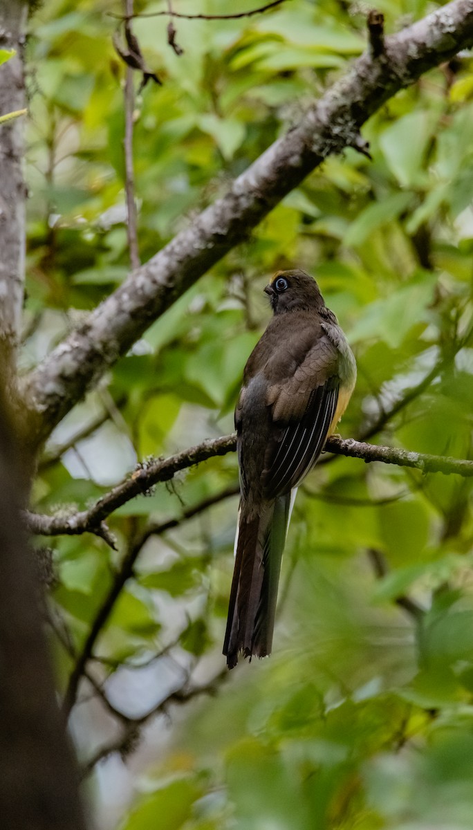 trogon růžovoocasý - ML619880817