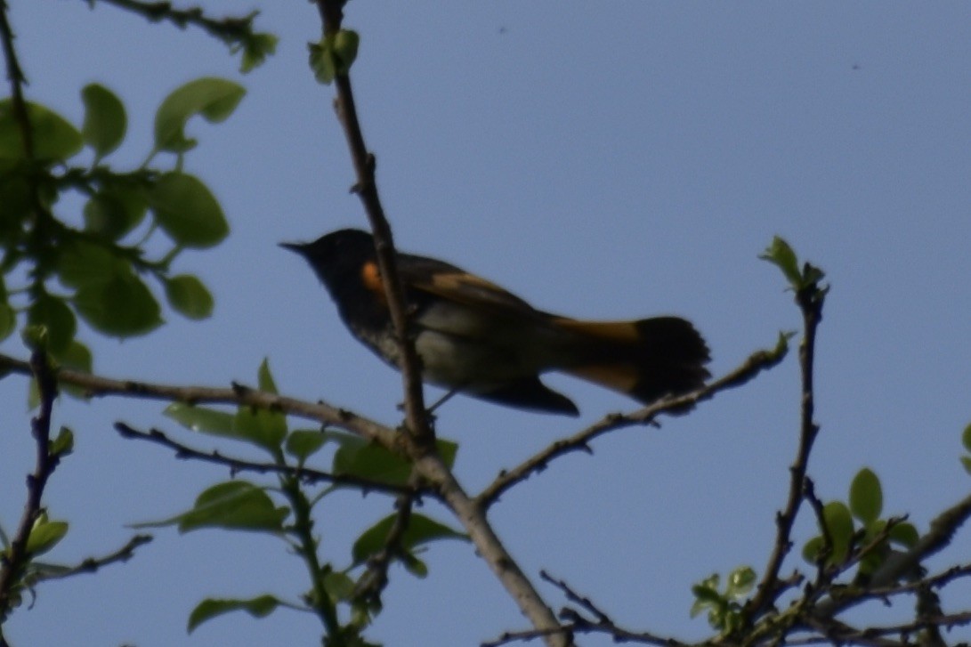 American Redstart - ML619880826