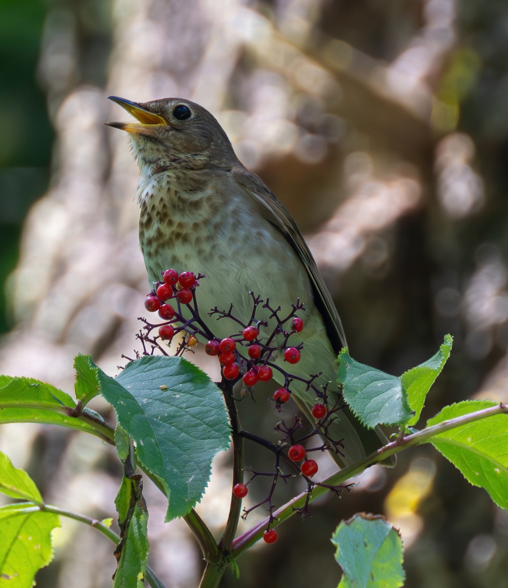 Swainson's Thrush - ML619880833