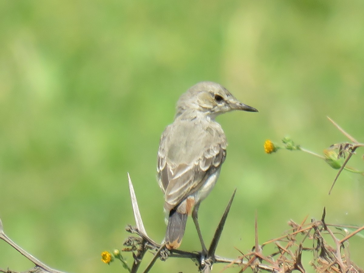 Dormilona Colicorta - ML619880838