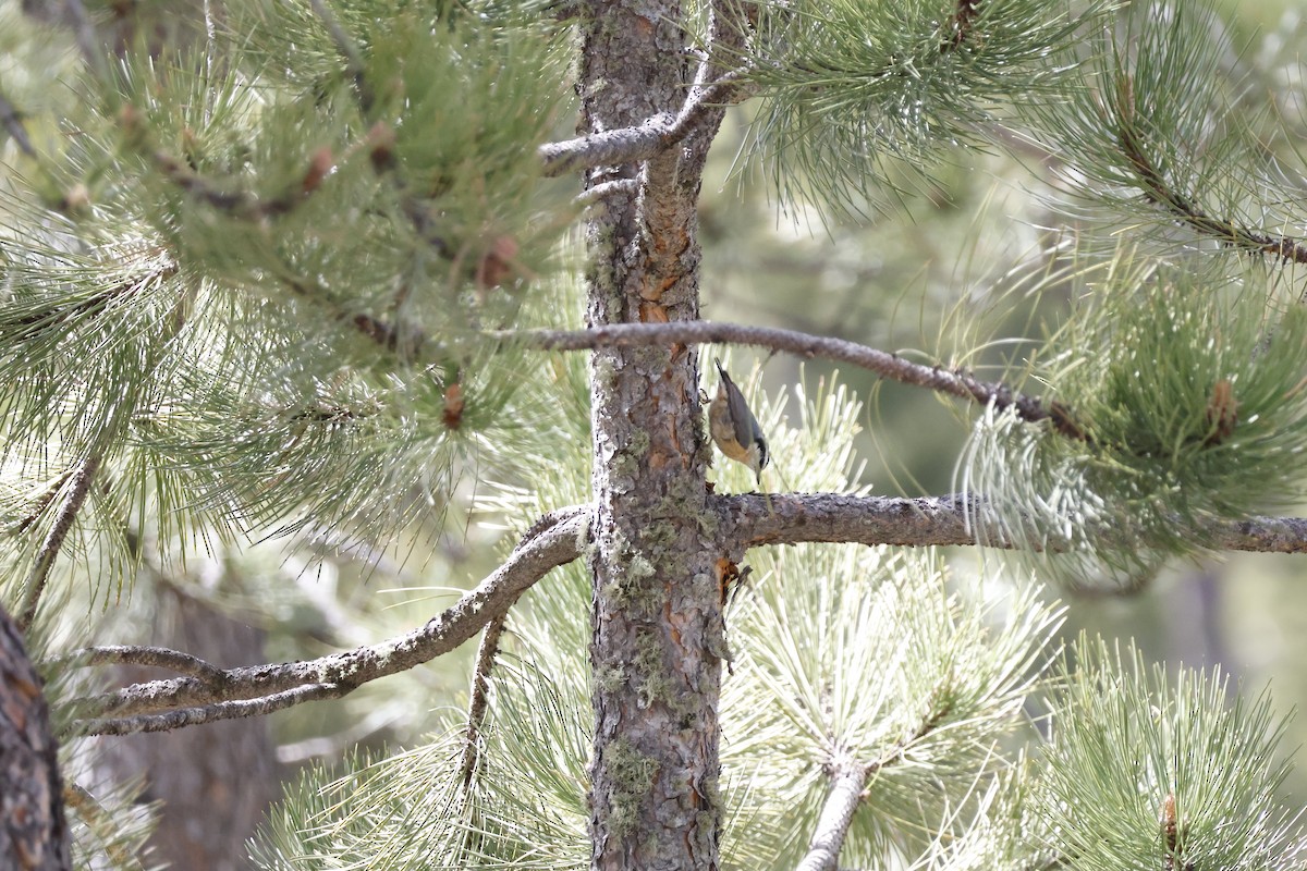 Red-breasted Nuthatch - ML619880842