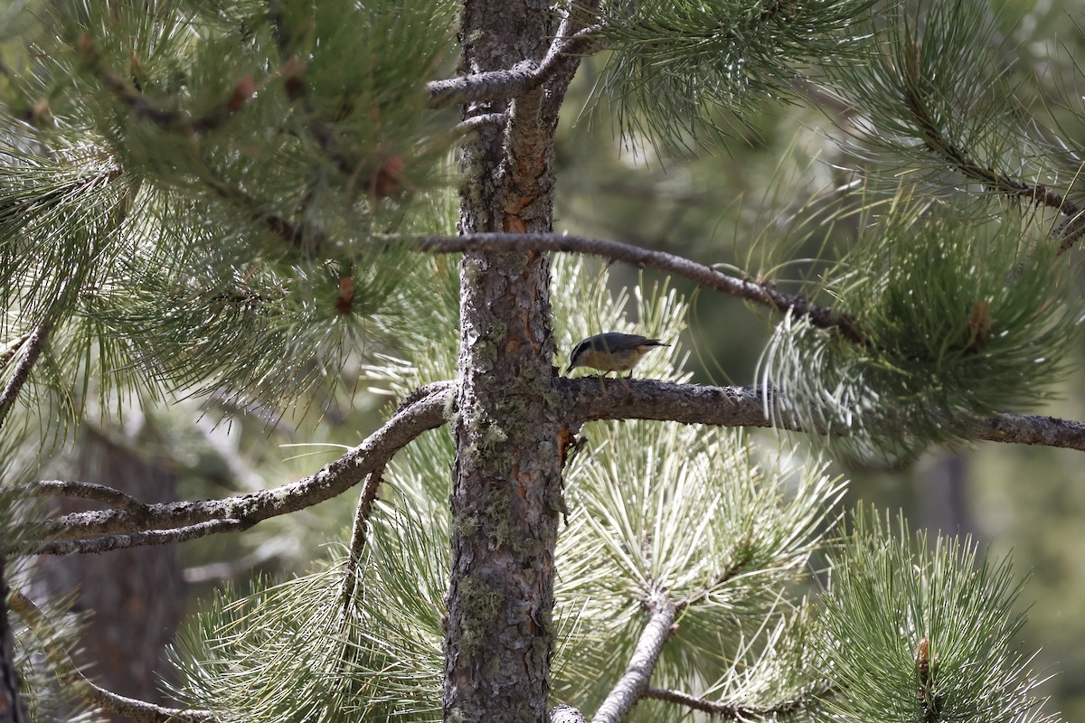 Red-breasted Nuthatch - ML619880843