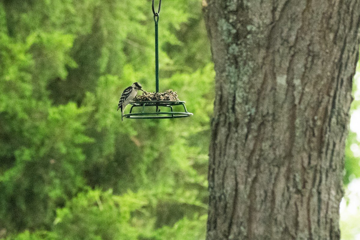 Hairy Woodpecker - ML619880844