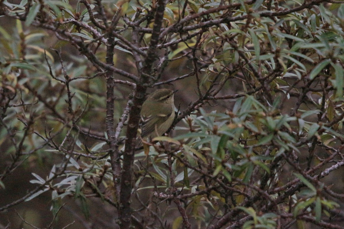 Hume's Warbler - ML619880849