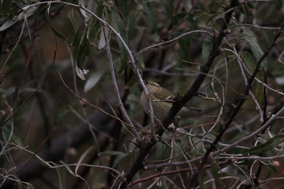 Hume's Warbler - ML619880851