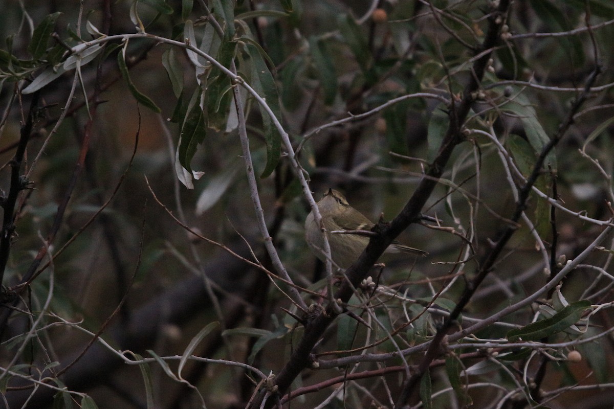 Hume's Warbler - ML619880852