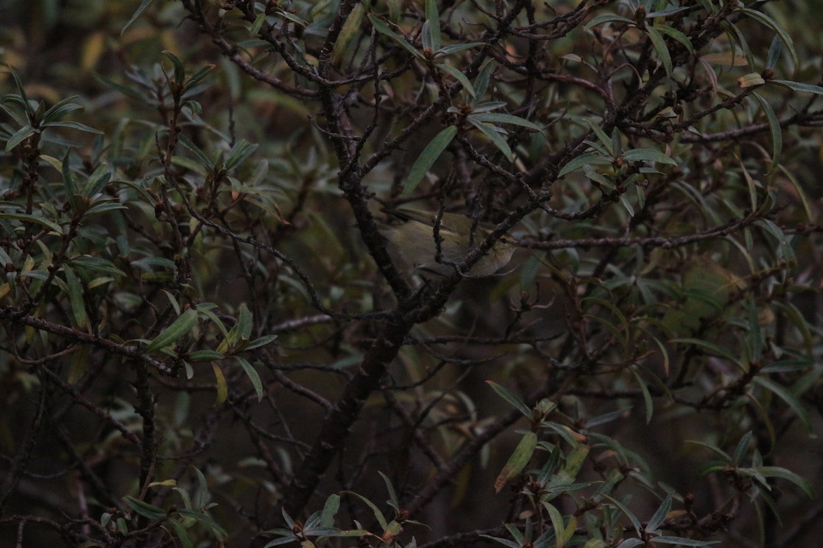 Hume's Warbler - ML619880854