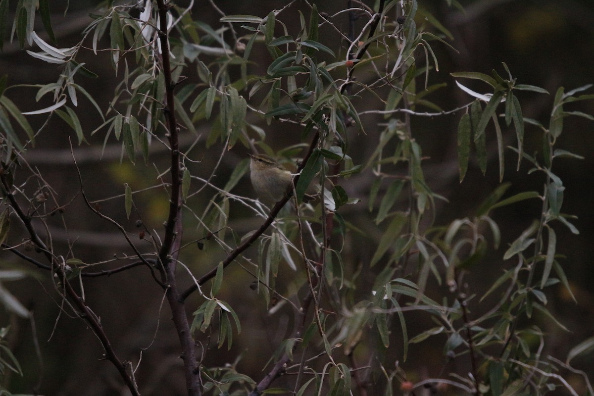 Hume's Warbler - ML619880855