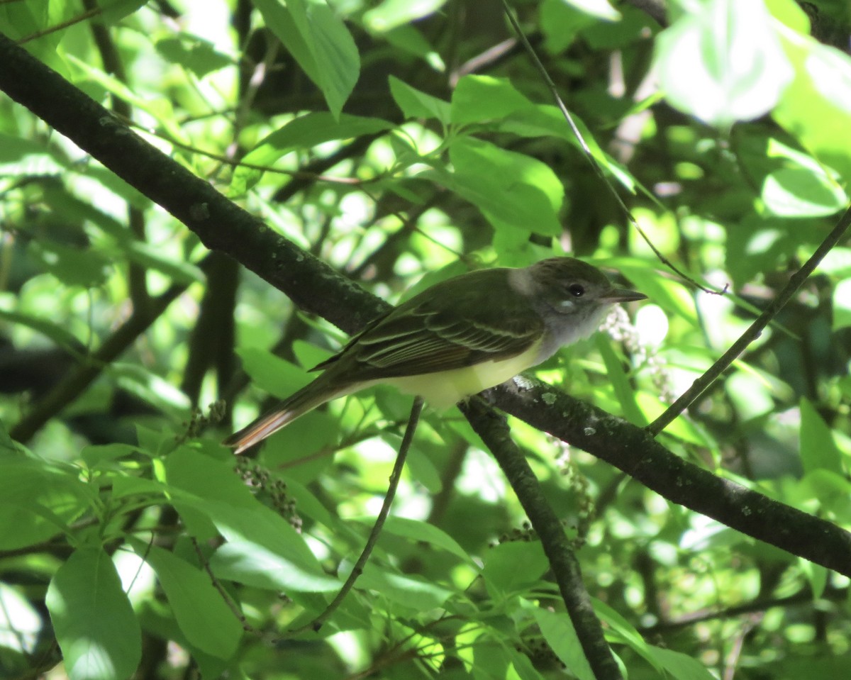 Great Crested Flycatcher - ML619880858