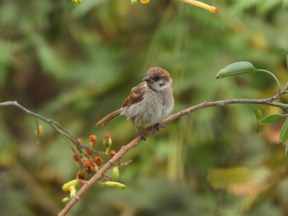 Eurasian Tree Sparrow - ML619880870