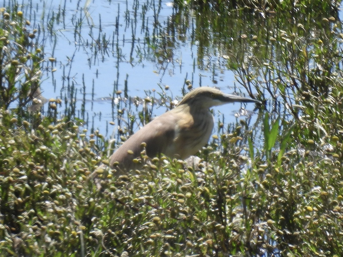 Squacco Heron - ML619880873