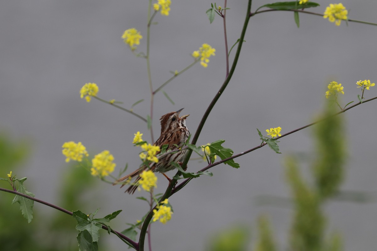 Song Sparrow - ML619880879