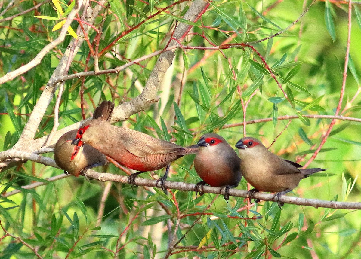 Common Waxbill - ML619880907