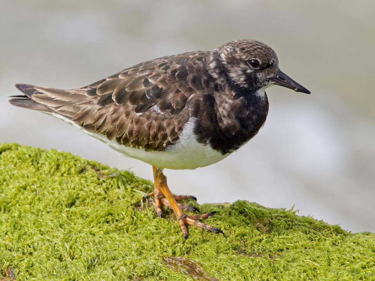 Ruddy Turnstone - ML619880909