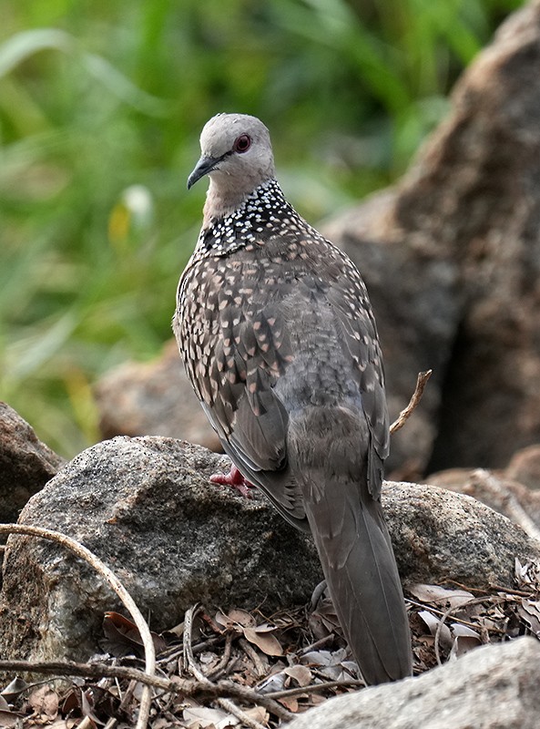 Spotted Dove - ML619880918