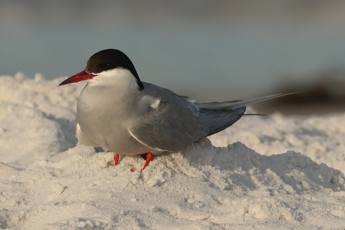 Common/Arctic Tern - ML619880948