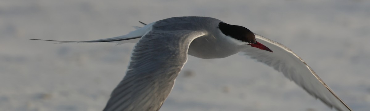 Common/Arctic Tern - ML619880949