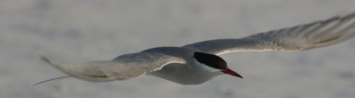 Common/Arctic Tern - ML619880950