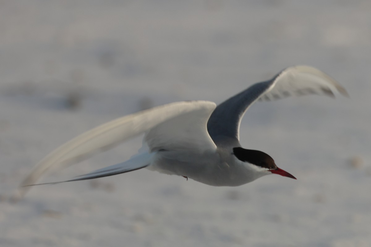Common/Arctic Tern - ML619880951