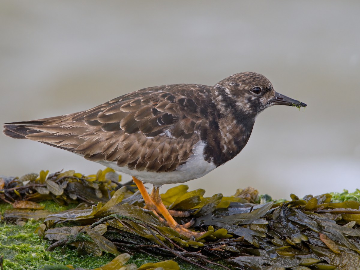 Ruddy Turnstone - ML619880954