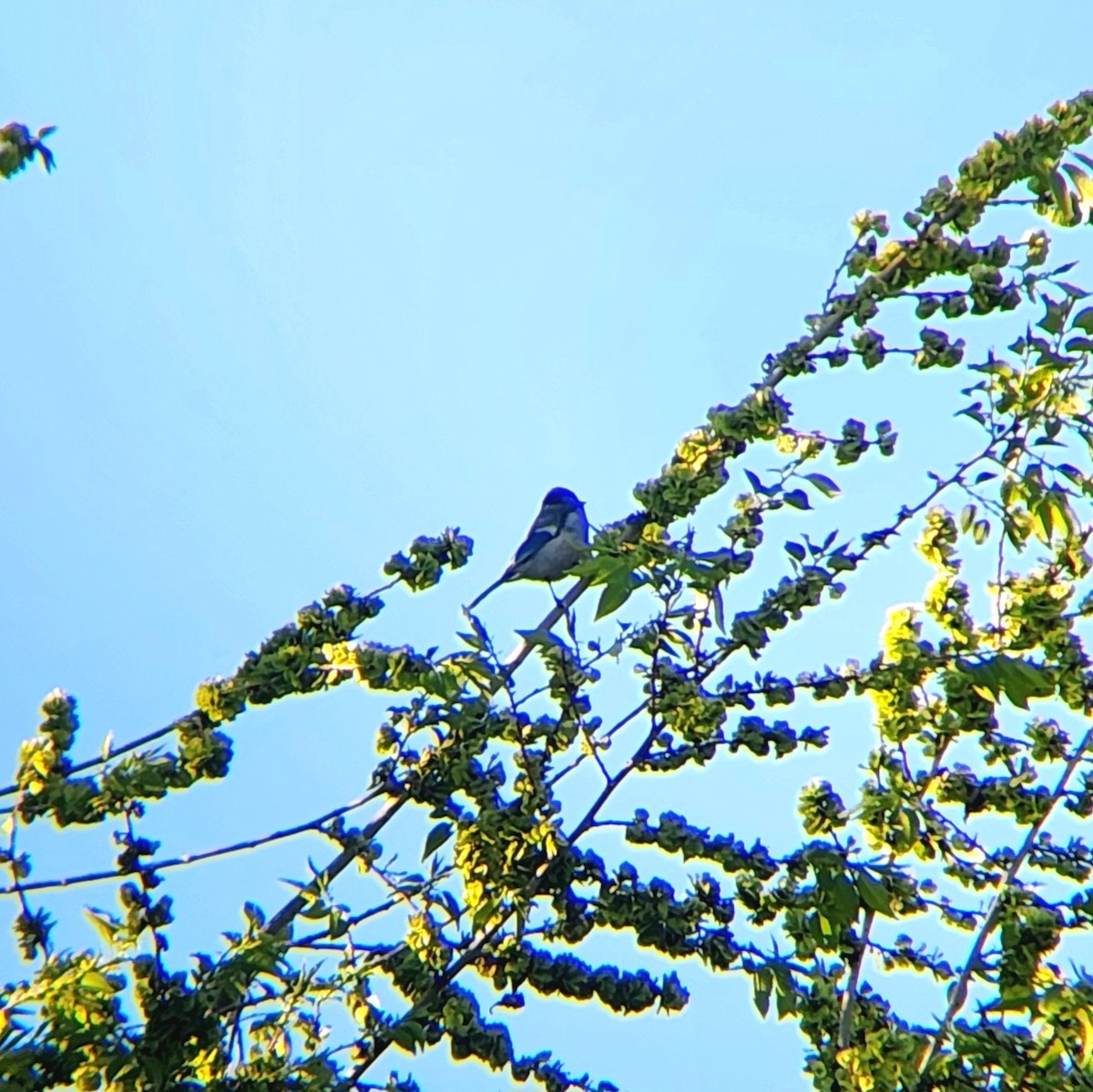 Great Tit - ML619880961