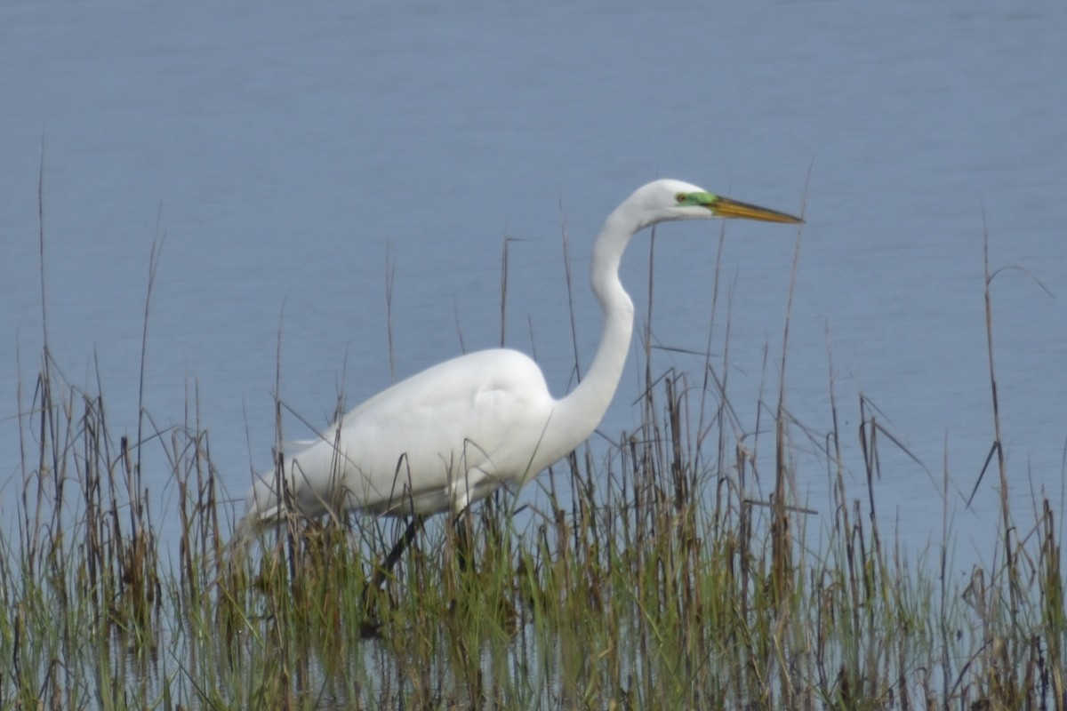 Great Egret - ML619880968