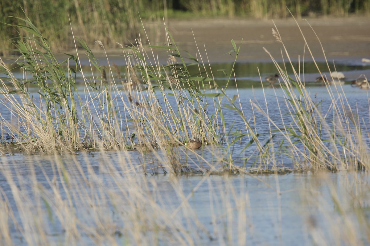 Blue-winged Teal - ML619880973