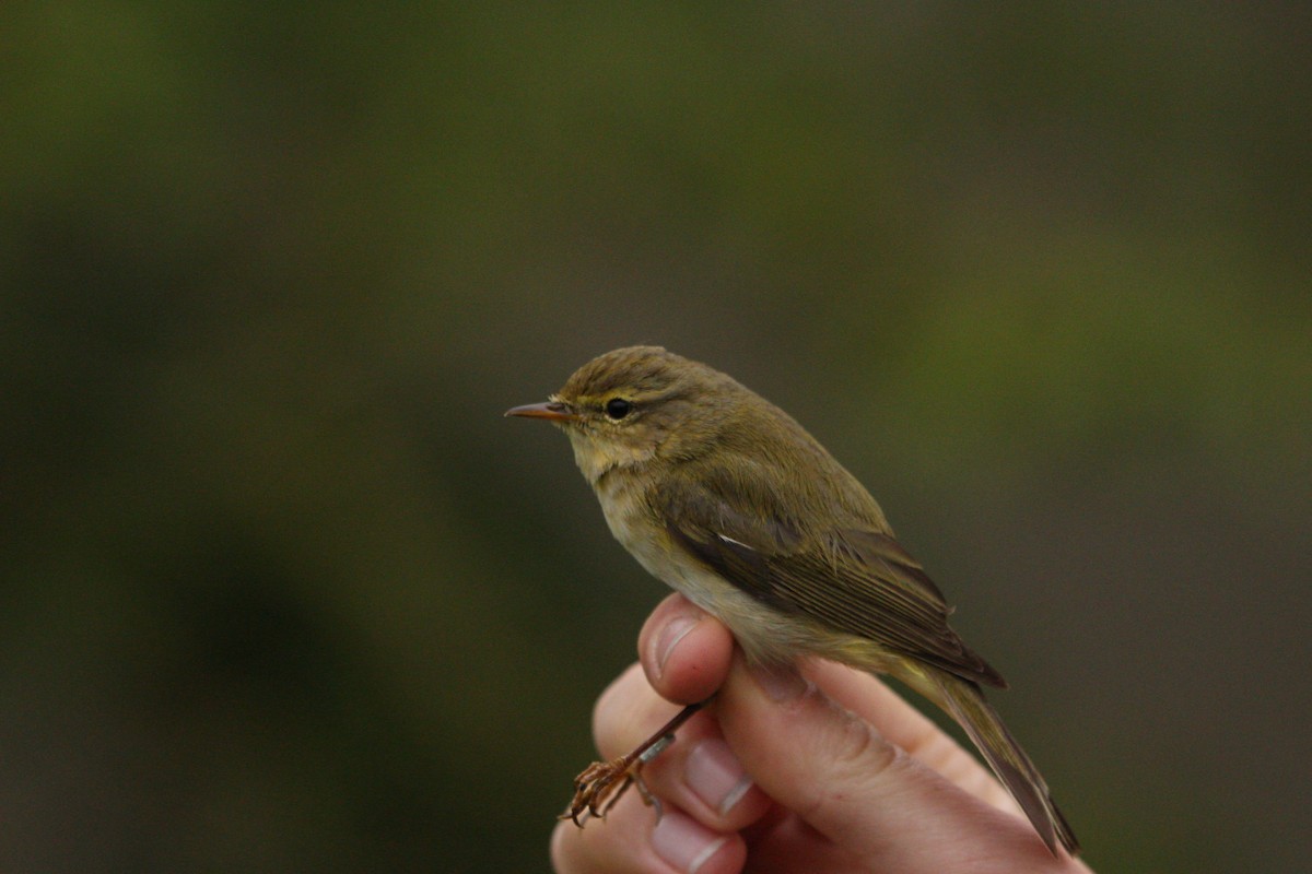 Iberian Chiffchaff - ML619880976