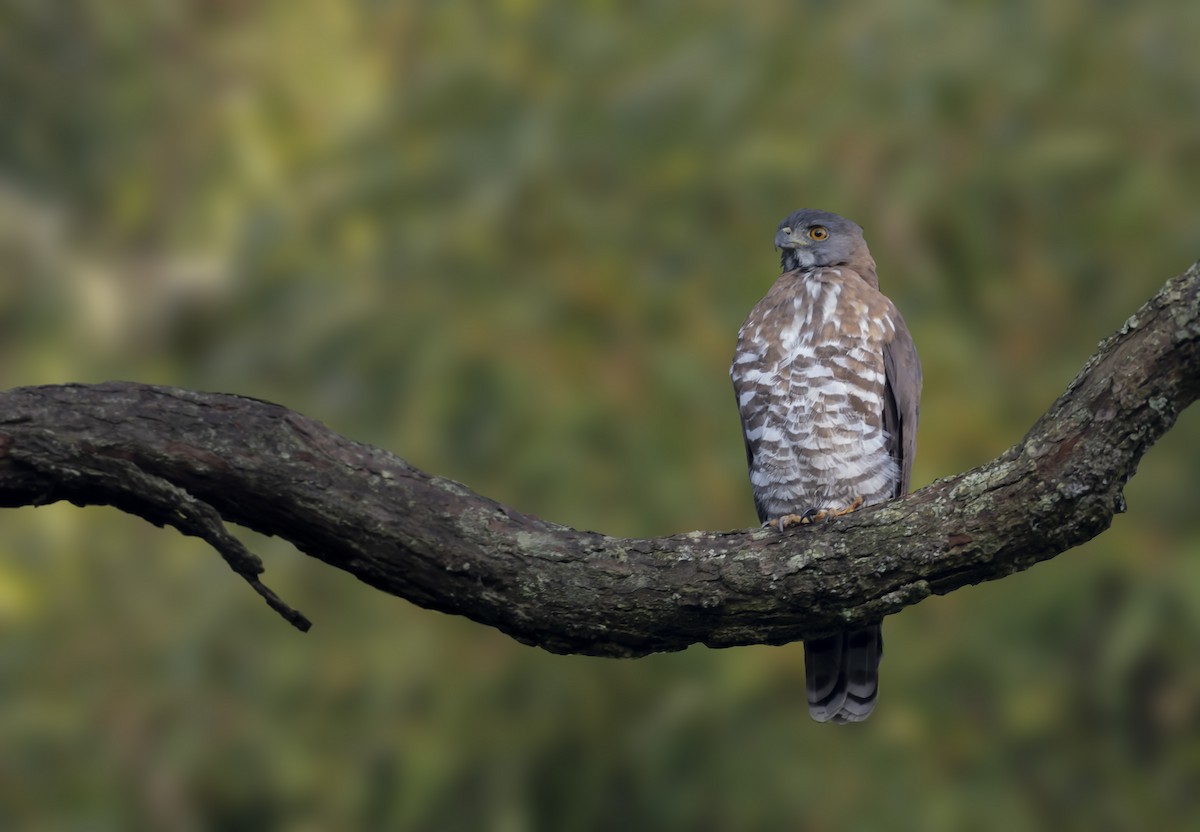 Crested Goshawk - ML619880985