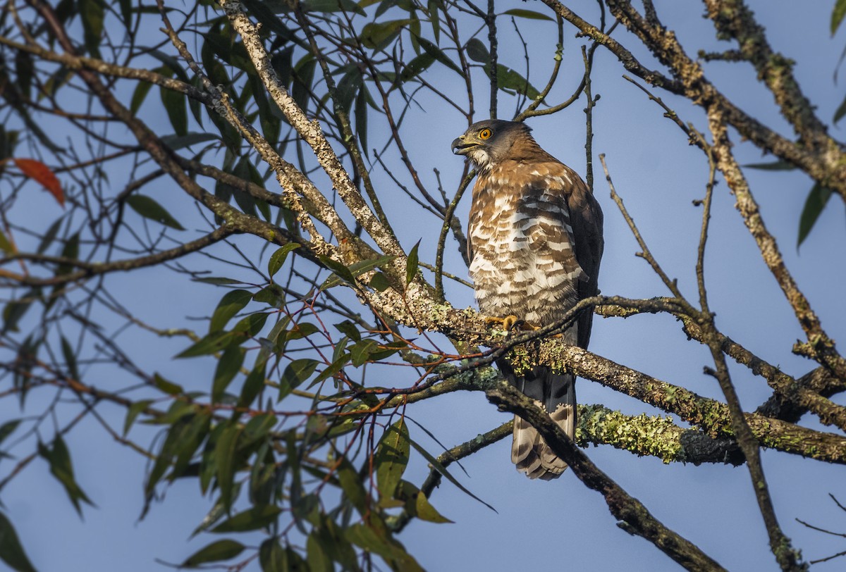 Crested Goshawk - ML619880986